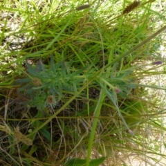 Epilobium billardiereanum subsp. cinereum (Hairy Willow Herb) at Queanbeyan West, NSW - 12 Dec 2021 by Paul4K