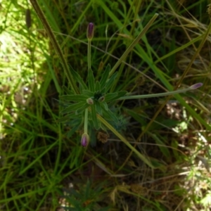 Epilobium billardiereanum subsp. cinereum at Queanbeyan West, NSW - 12 Dec 2021