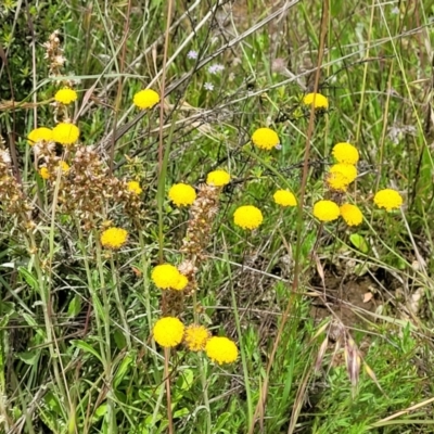 Leptorhynchos squamatus subsp. squamatus (Scaly Buttons) at Tinderry, NSW - 12 Dec 2021 by tpreston