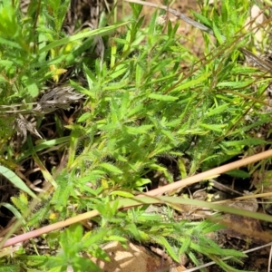 Leptorhynchos squamatus subsp. squamatus at Tinderry, NSW - 12 Dec 2021