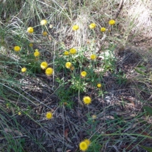 Coronidium oxylepis subsp. lanatum at Queanbeyan West, NSW - 12 Dec 2021