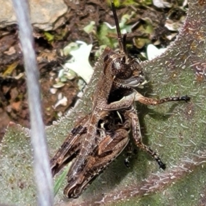 Brachyexarna lobipennis at Urila, NSW - 12 Dec 2021