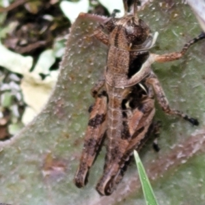 Brachyexarna lobipennis at Urila, NSW - 12 Dec 2021 11:53 AM