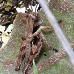 Brachyexarna lobipennis at Urila, NSW - 12 Dec 2021