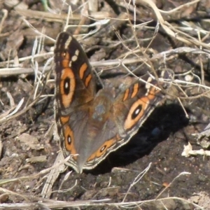 Junonia villida at Queanbeyan West, NSW - 12 Dec 2021