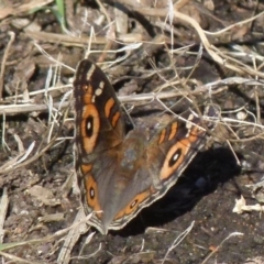 Junonia villida at Queanbeyan West, NSW - 12 Dec 2021