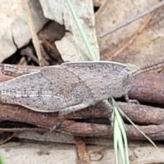 Goniaea australasiae (Gumleaf grasshopper) at Urila, NSW - 12 Dec 2021 by trevorpreston