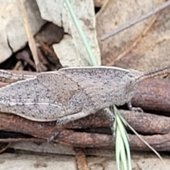 Goniaea australasiae at Urila, NSW - 12 Dec 2021