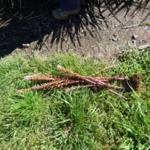 Orobanche minor at Queanbeyan West, NSW - 12 Dec 2021