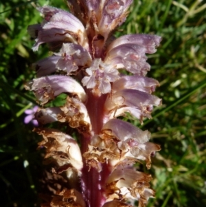 Orobanche minor at Queanbeyan West, NSW - 12 Dec 2021