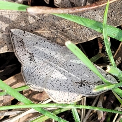 Taxeotis intextata (Looper Moth, Grey Taxeotis) at Urila, NSW - 12 Dec 2021 by trevorpreston