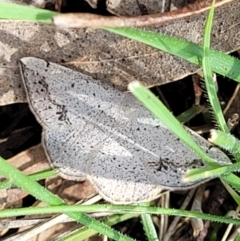 Taxeotis intextata (Looper Moth, Grey Taxeotis) at Urila, NSW - 12 Dec 2021 by tpreston