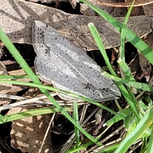 Taxeotis intextata at Urila, NSW - 12 Dec 2021