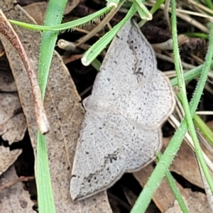 Taxeotis intextata at Urila, NSW - 12 Dec 2021