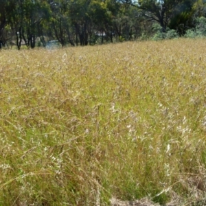 Themeda triandra at Queanbeyan West, NSW - 12 Dec 2021 08:30 AM