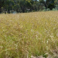 Themeda triandra (Kangaroo Grass) at Queanbeyan West, NSW - 11 Dec 2021 by Paul4K