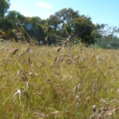 Themeda triandra at Queanbeyan West, NSW - 12 Dec 2021