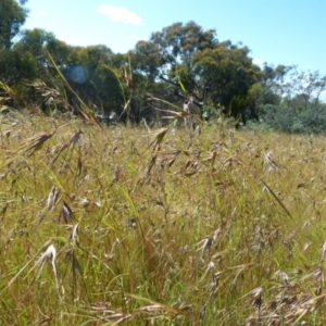 Themeda triandra at Queanbeyan West, NSW - 12 Dec 2021 08:30 AM