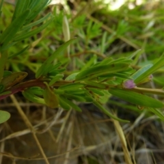 Lythrum hyssopifolia (Small Loosestrife) at Bicentennial Park Queanbeyan - 11 Dec 2021 by Paul4K