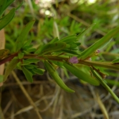 Lythrum hyssopifolia at Queanbeyan West, NSW - 12 Dec 2021 08:41 AM