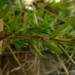 Lythrum hyssopifolia at Queanbeyan West, NSW - 12 Dec 2021