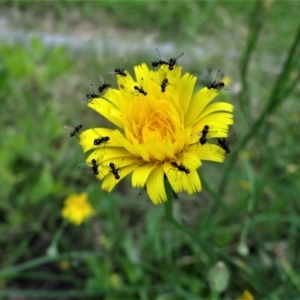 Parapalaeosepsis plebeia at Holder, ACT - suppressed