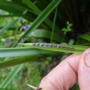 Mictis profana at Holder, ACT - 15 Dec 2021