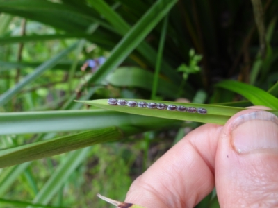 Mictis profana (Crusader Bug) at Holder, ACT - 15 Dec 2021 by Miranda