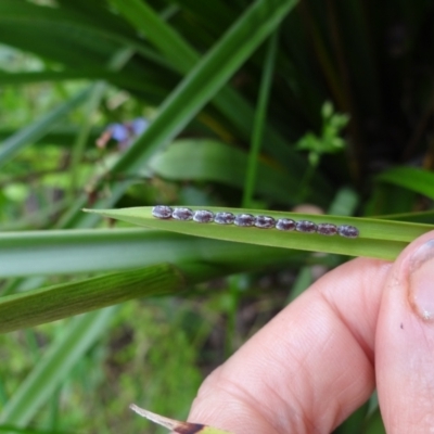 Mictis profana (Crusader Bug) at Holder, ACT - 15 Dec 2021 by Miranda