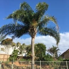 Unidentified Other Tree (TBC) at Evans Head, NSW - 12 Dec 2021 by Claw055