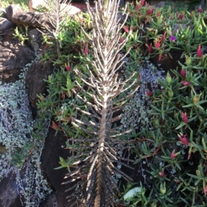 Bryophyllum delagoense at Evans Head, NSW - 12 Dec 2021