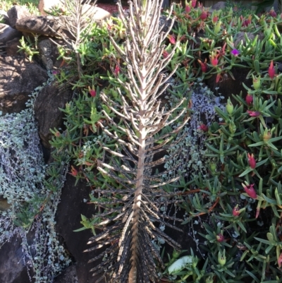 Bryophyllum delagoense (Mother-of-millions) at Evans Head, NSW - 12 Dec 2021 by Claw055