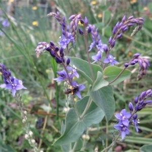 Lasioglossum (Chilalictus) sp. (genus & subgenus) at Holder, ACT - 12 Dec 2021