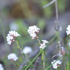 Leucopogon virgatus (Common Beard-heath) at Wamboin, NSW - 20 Sep 2021 by natureguy