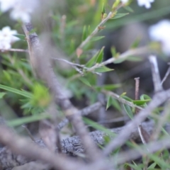 Leucopogon virgatus at Wamboin, NSW - 20 Sep 2021