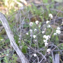 Leucopogon virgatus at Wamboin, NSW - 20 Sep 2021