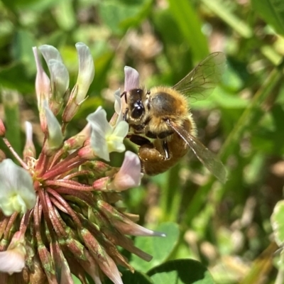 Apis mellifera (European honey bee) at Holder, ACT - 12 Dec 2021 by AJB