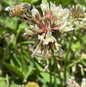 Apis mellifera at Holder, ACT - 12 Dec 2021 12:28 PM