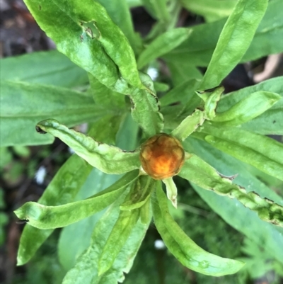 Xerochrysum bracteatum (Golden Everlasting) at Tallaganda State Forest - 5 Dec 2021 by Tapirlord