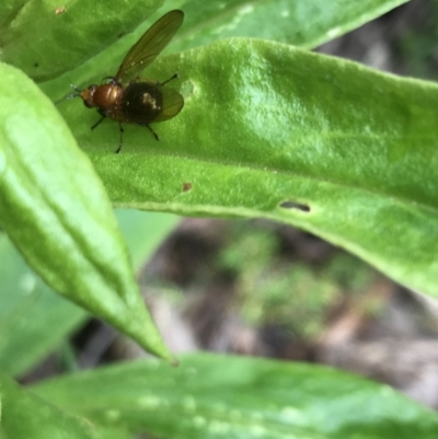 Rhagadolyra magnicornis (Lauxaniid fly) at Rossi, NSW - 5 Dec 2021 by Tapirlord