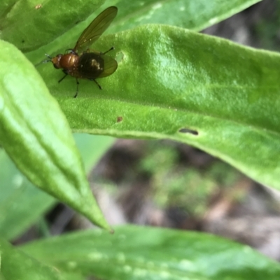 Rhagadolyra magnicornis (Lauxaniid fly) at Tallaganda State Forest - 4 Dec 2021 by Tapirlord