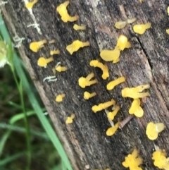 Dacryopinax spathularia (Dacryopinax spathularia) at Rossi, NSW - 5 Dec 2021 by Tapirlord