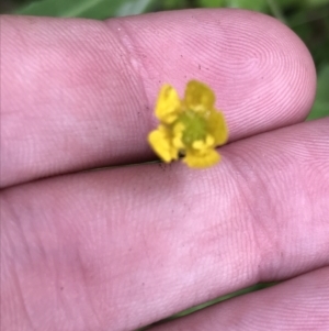 Ranunculus scapiger at Rossi, NSW - 5 Dec 2021 10:06 AM