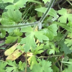 Ranunculus scapiger at Rossi, NSW - 5 Dec 2021