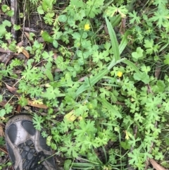 Ranunculus scapiger at Rossi, NSW - 5 Dec 2021 10:06 AM