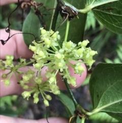 Smilax australis (Barbed-Wire Vine) at QPRC LGA - 4 Dec 2021 by Tapirlord