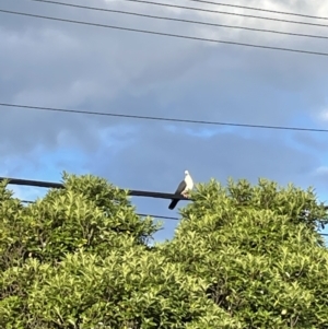 Columba leucomela at Hackett, ACT - 12 Dec 2021 07:00 PM