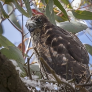 Accipiter fasciatus at Lerida, NSW - 12 Dec 2021