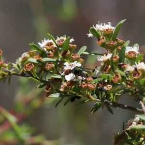 Rutilia sp. (genus) at Wodonga, VIC - 12 Dec 2021