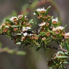 Rutilia sp. (genus) at Wodonga, VIC - 12 Dec 2021